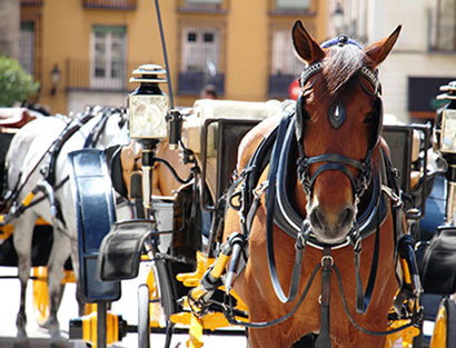 Sevilla - Día de descanso