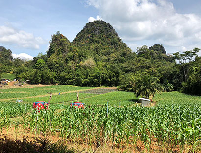 Pong Khai - Doi Tung